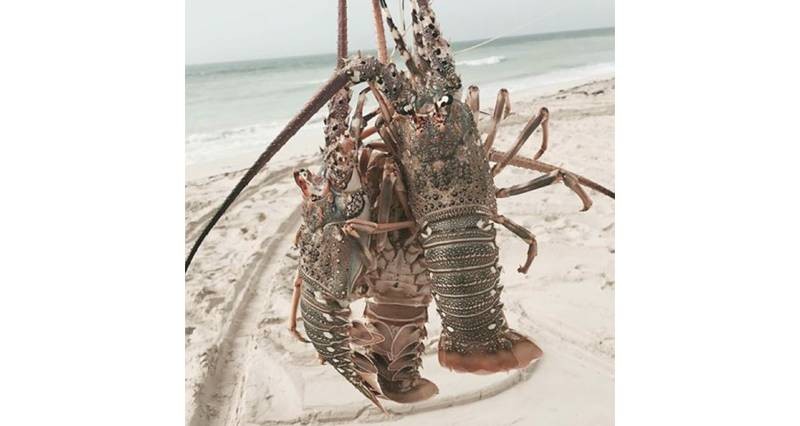 دراسة قياسات الشارخة فـي المياه العمانية