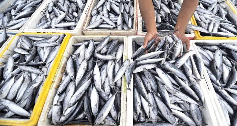 دراسة مصائد أسماك السطح فـي السواحل العمانية