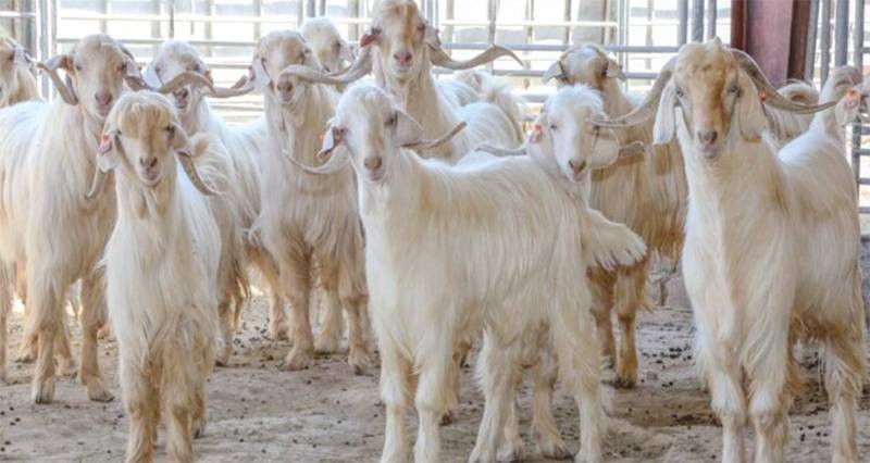 مارس القادم.. مهرجان &laquo;النوادر&raquo; لسلالات الماعز والضأن