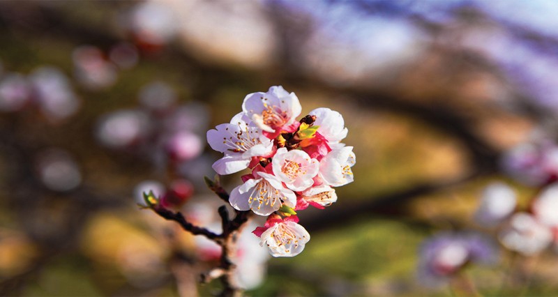 &laquo; وكان&raquo; تتجمل بزهــور المشمش