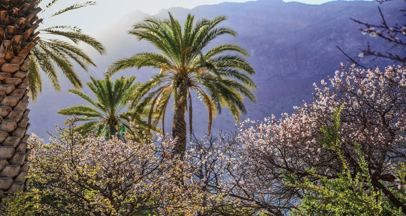 &laquo; وكان&raquo; تتجمل بزهــور المشمش