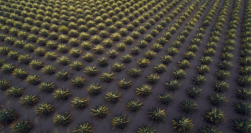 مساحتها 5 ملايين متر .. مزرعة النخيل العضوية بعبري مشروع مستدام صديق للبيئة