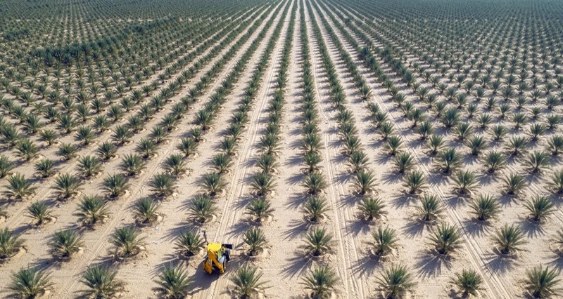 مساحتها 5 ملايين متر .. مزرعة النخيل العضوية بعبري مشروع مستدام صديق للبيئة