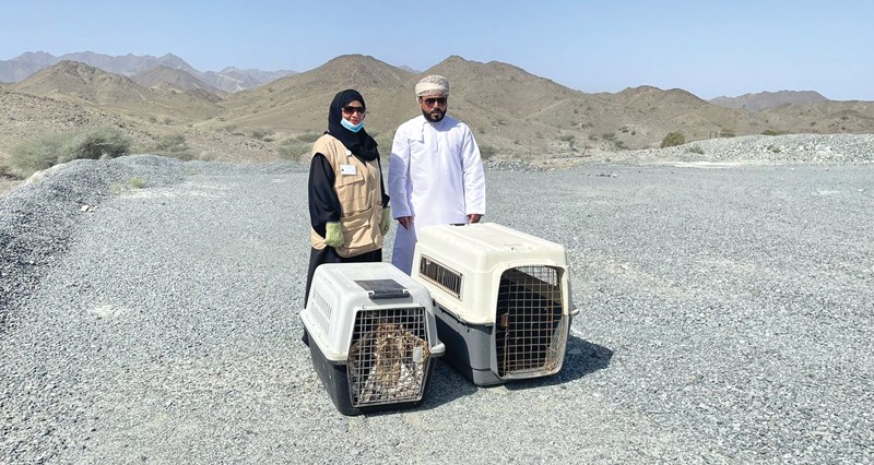 إطلاق طائري عقاب &laquo;العسل&raquo; و&laquo;بونيلي&raquo; بالرستاق