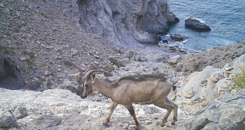 دراسة عمانية: قدرة الوعل العربي على شرب مياه البحر