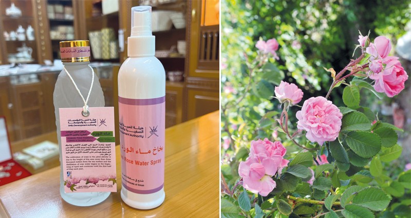 بقيمة 200 ألف ريال عُماني .. أكثر من 20 طنا .. إنتاج ورد الجبل الأخضر بمركز الأعمال والحاضنات خلال الموسم الجاري