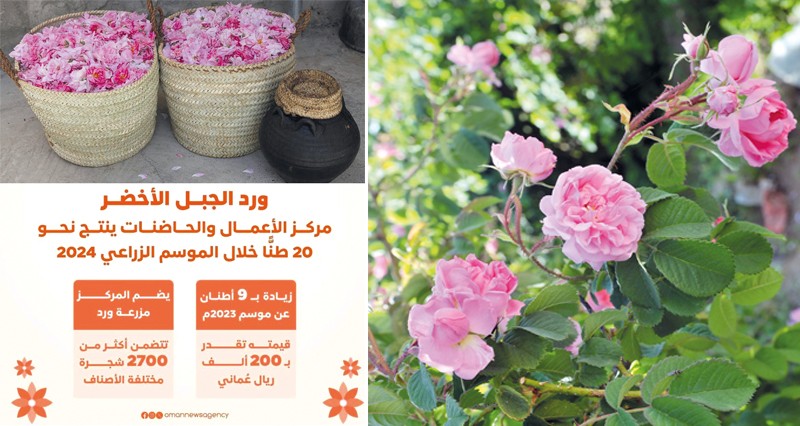بقيمة 200 ألف ريال عُماني .. أكثر من 20 طنا .. إنتاج ورد الجبل الأخضر بمركز الأعمال والحاضنات خلال الموسم الجاري