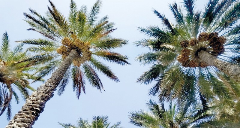 لوحة بديعة لواحات النخيل فـي سناو