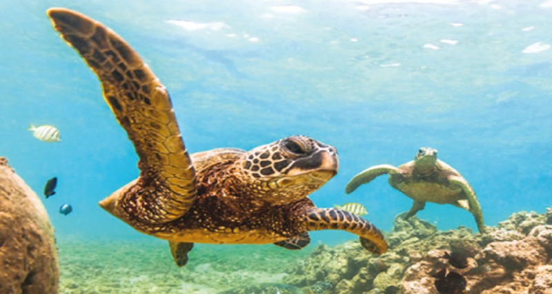 فندق الواحة بمنتجع شانغريلا بر الجصة يجسد طبيعة الواحات في توفير الراحة