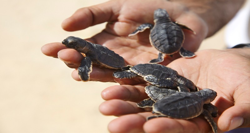 فندق شانغريلا الحصن نموذج من الهدوء والسكينة  والاستمتاع بنعم الحياة