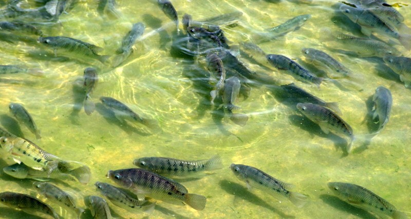 استزراع 33 نوعا من الأسماك والثروات البحرية