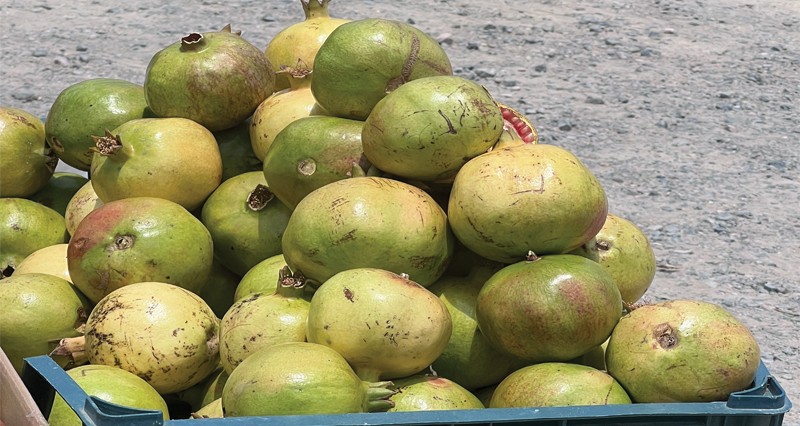 بدء حصاد الرمان فـي الجبل الأخضر