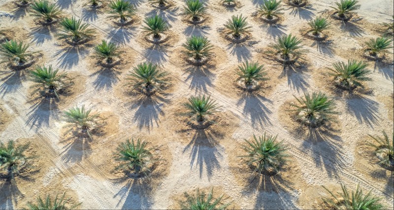 جهاز الاستثمار العماني يشرع فـي دمج شركتي &laquo;نتاج&raquo; و&laquo;تنمية أسماك عمان&raquo;