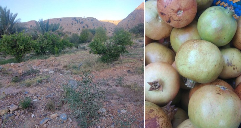 &laquo;وكان&raquo; و&laquo;الجبل الأبيض&raquo; .. ممكنات ومقومات طبيعية وسياحية جاذبة على مدار العام
