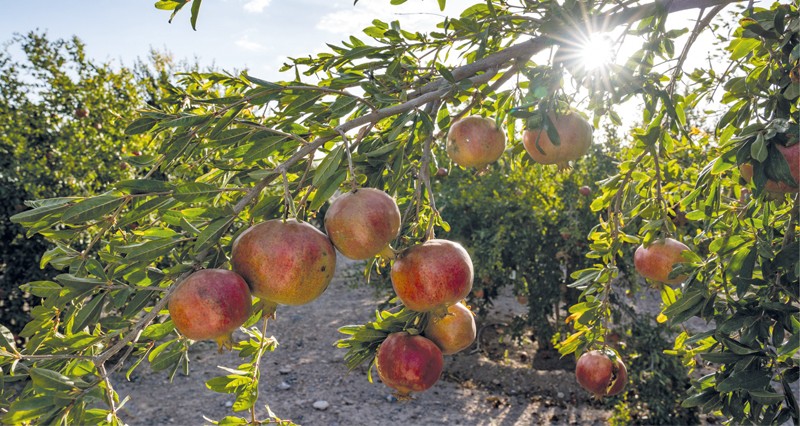 مبيعات رمان الجبل الأخضر تتجاوز مليونا و500 ألف ريال عماني