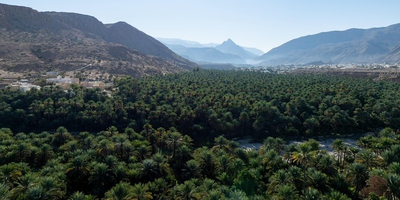 المساحات المزروعة في سلطنة عُمان بنهاية عام 2023 تتجاوز 293 ألف فدان