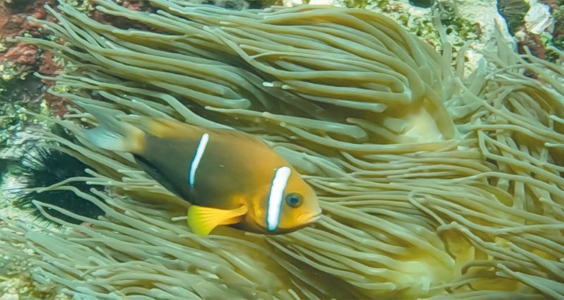 شقائق النعمان تجذب مصوري الحياة البحرية هواة الغوص للبحار العمانية