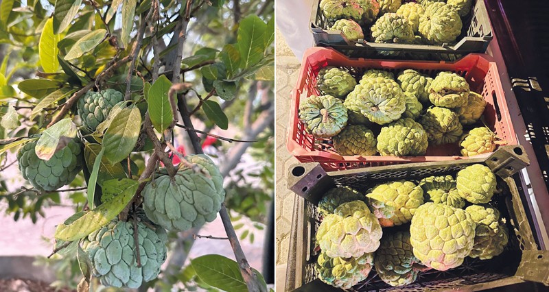 نخل تبدأ قطاف &laquo;المستعفل&raquo;