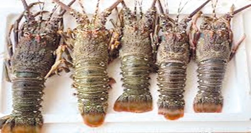 تسجيل 792 مخالفة لقانون الثروة المائية