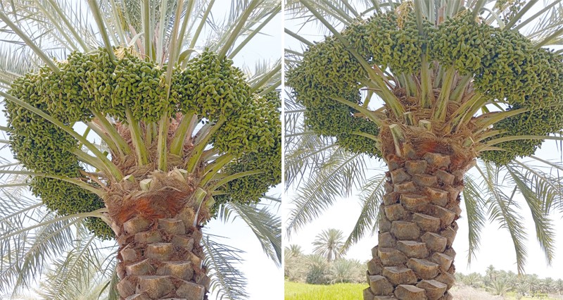 تحدير النخيل بعبري .. وبدء تباشير الرطب فـي قريات و&laquo;سعال بدبد&raquo;