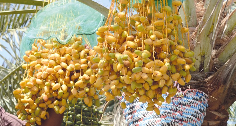 تحدير النخيل بعبري .. وبدء تباشير الرطب فـي قريات و&laquo;سعال بدبد&raquo;