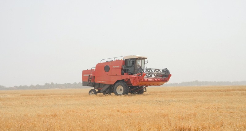 250 طنا متوقعا لإنتاج القمح بالبريمي