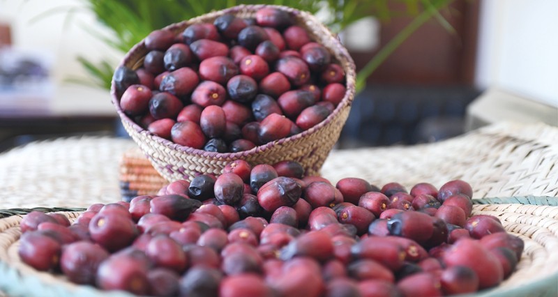 تبكير إنتاج &laquo;الخنيزي&raquo; بالحدائق والمزارع السلطانية دون تدخل كيميائي