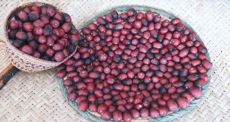 تبكير إنتاج &laquo;الخنيزي&raquo; بالحدائق والمزارع السلطانية دون تدخل كيميائي