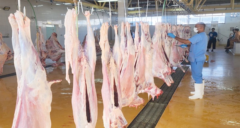 &laquo;2416&raquo; ذبيحة بمسالخ بلدية الظاهرة خلال أيام عيد الأضحى المبارك