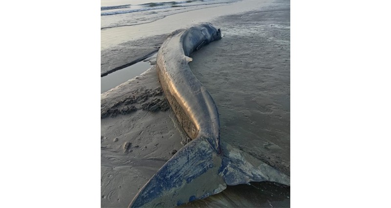 جنوح حوت أزرق فـي شناص