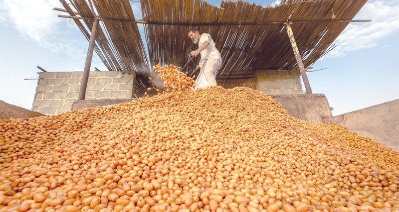 بدء موسم التبسيل لإنتاج الفاغور بشمال الشرقية