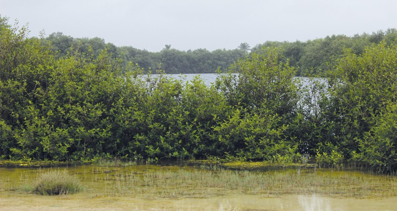 محمية القرم الطبيعية