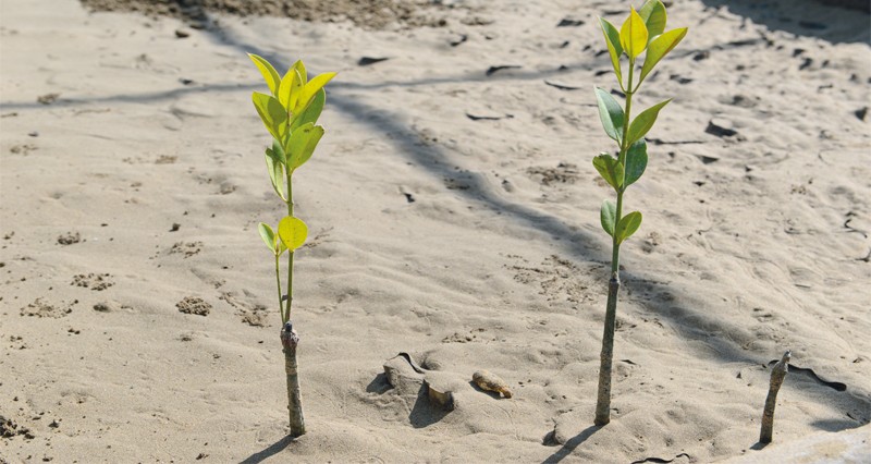 محمية القرم الطبيعية