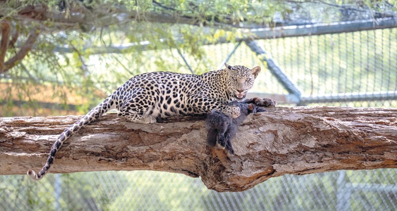 «المزن» .. أنثى النمر العربي أبرز مواليد مركز توليد الحيوانات البرية