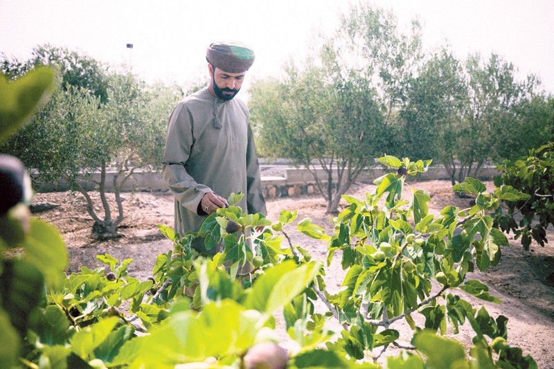 8953 زائرا لفعالية &laquo;رمانة&raquo; بالجبل الأخضر بنهاية يوليو الماضي