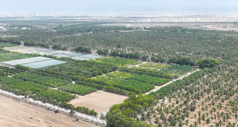 بناء على الأوامر السامية.. افتتاح المسار السياحي بمزرعة رزات السلطانية غدا