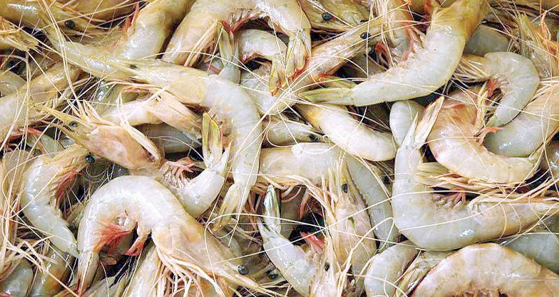 سبتمبر .. بدء موسم صيد الروبيان فـي السواحل العمانية