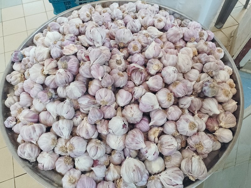 بدء موسم حصاد الثوم المحلي بالجبل الأخضر