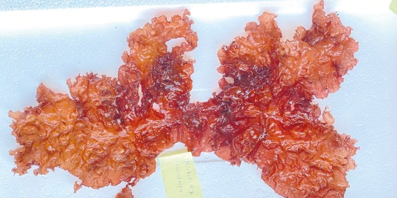 أغلبها فـي ظفار .. بحارنا تنفرد بـ18 نوعا من الأعشاب البحرية