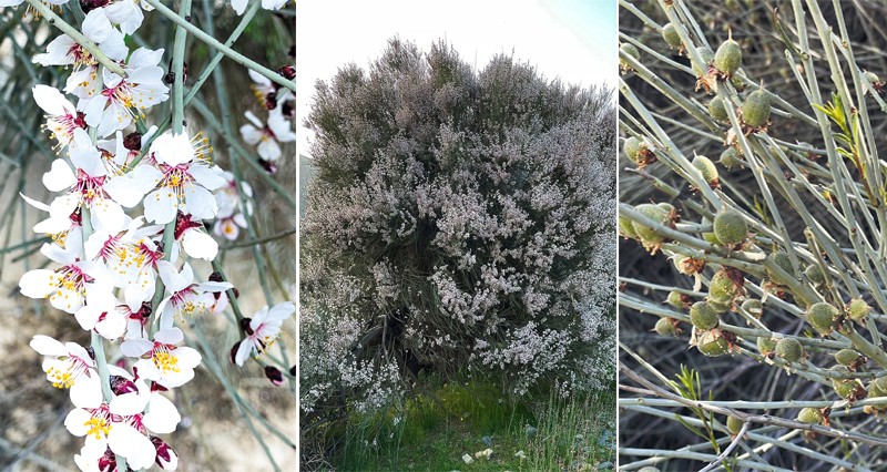 شجرة المزي.. رمز بيئي وثقافـي يعكس أصالة الطبيعة بمسندم