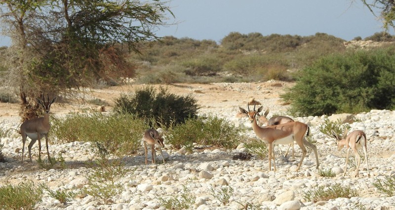 سلطنة عمان تنتخب عضوا فـي المجلس الدولي التابع لليونسكو
