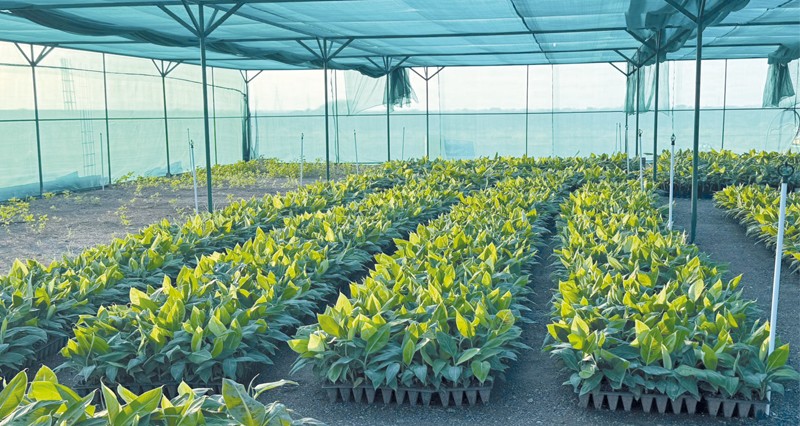 مشروع إنتاج وتسويق الموز بالسويق يسهم فـي تعزيز الأمن الغذائي