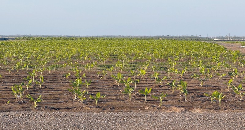 مشروع إنتاج وتسويق الموز بالسويق يسهم فـي تعزيز الأمن الغذائي