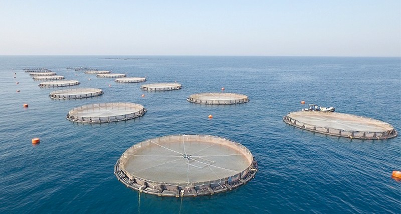 الجمعة القادم .. سلطنة عمان تحتفل باليوم العالمي للثروة السمكية