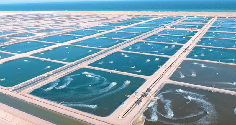 الجمعة القادم .. سلطنة عمان تحتفل باليوم العالمي للثروة السمكية