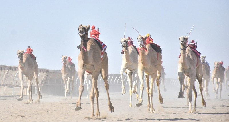 24 شوطا فـي سباقات الهجن الأهلية بولاية بركاء