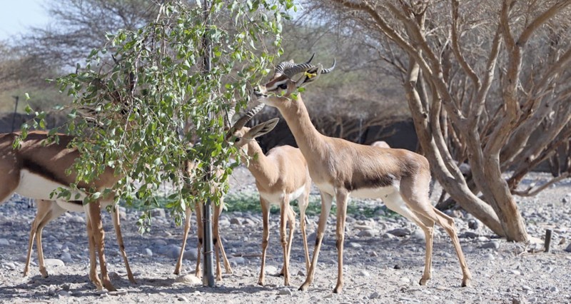 &laquo;سفاري البيئة&raquo; يكشف التنوع الفطري فـي محمية السليل الطبيعية