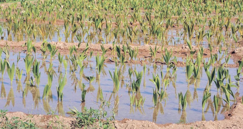حكاية شعر &laquo;المقود&raquo; وذاكرة الحقول الزراعية فـي ظفار