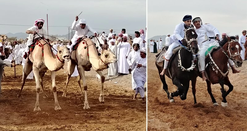 أكثر من ثمانين خيلا و أربعمائة ناقة فـي مهرجان إبراء للخيل والهجن الثامن