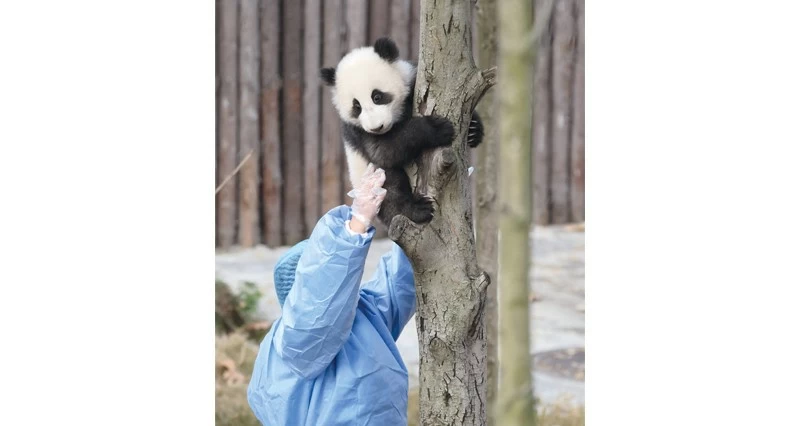 زوجة ماكرون تزور صديقا قديما فـي الصين: باندا يدعى يوان منج